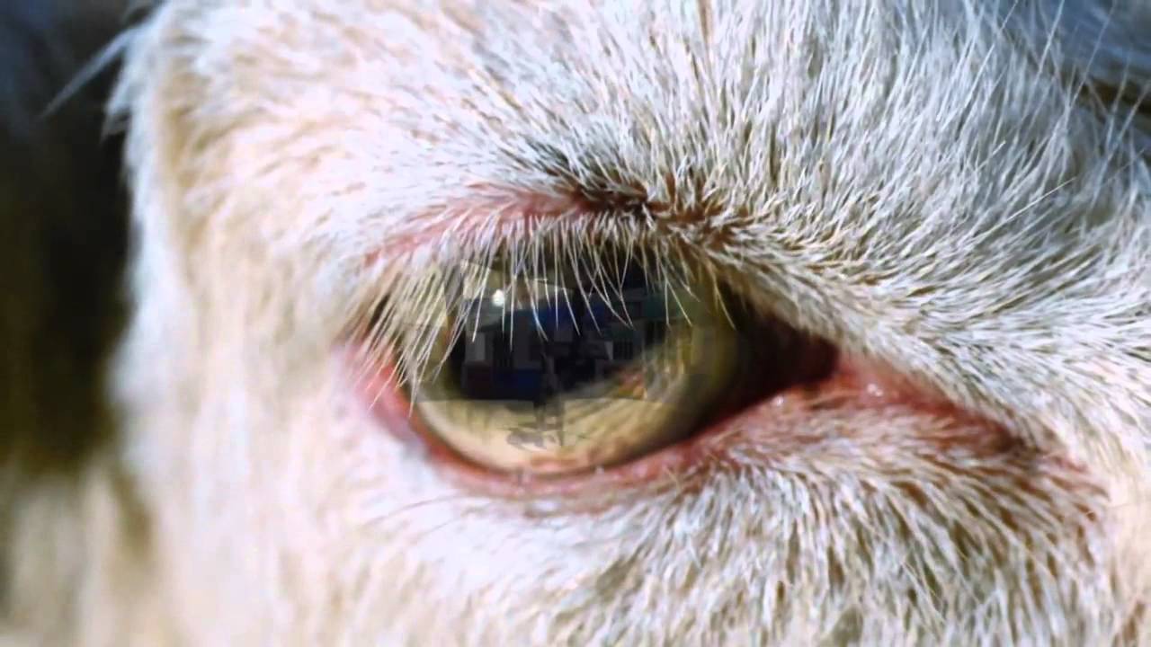 GOAT SIMULATOR - Live Action Trailer [HD]