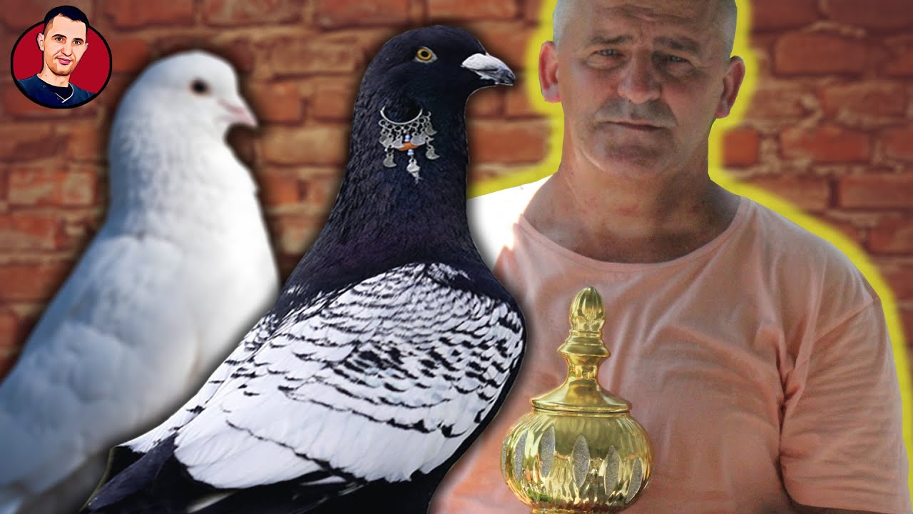 Četrdeset godina uzgaja najljepše golubove na svijetu