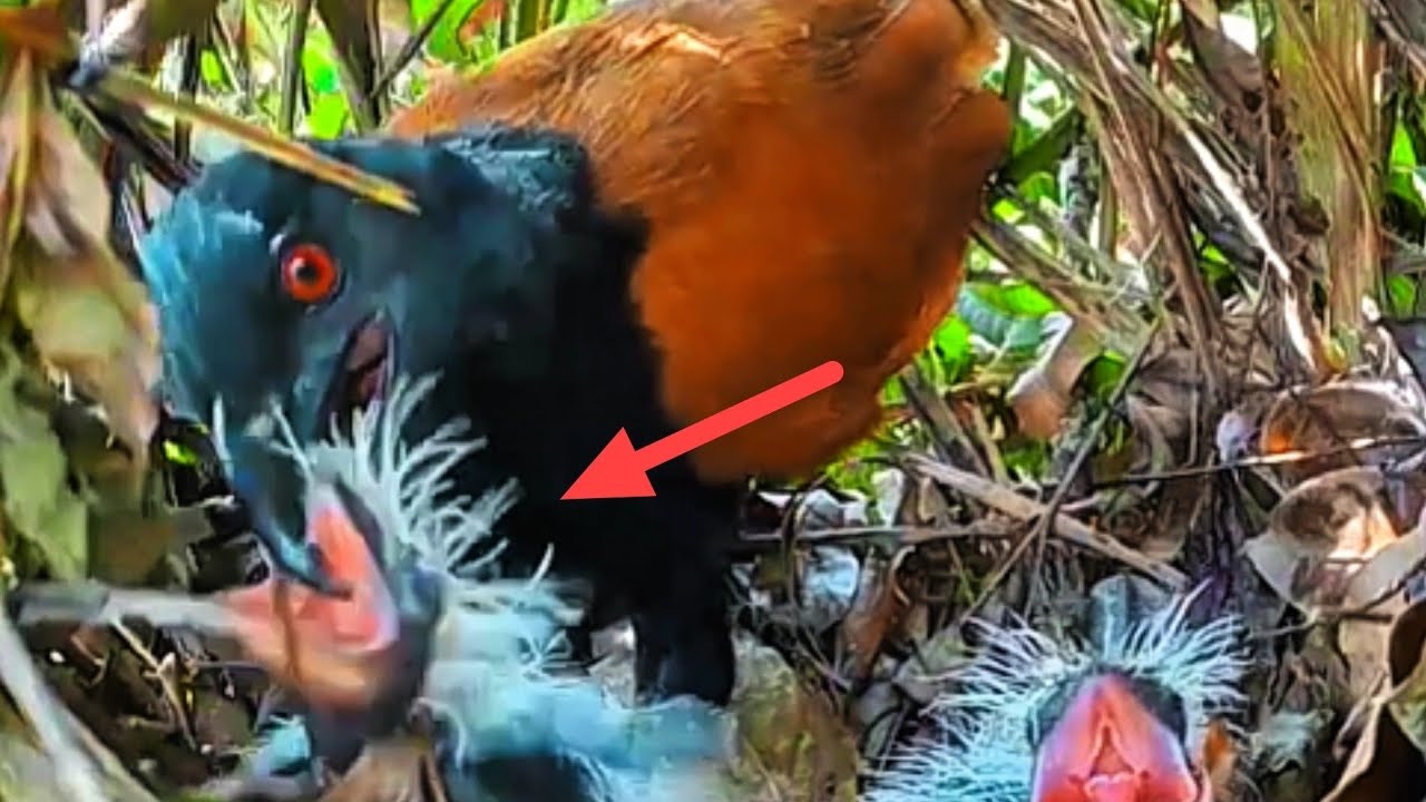 TANPA HENTI SERANGAN MAUT DARI INDUK BURUNG