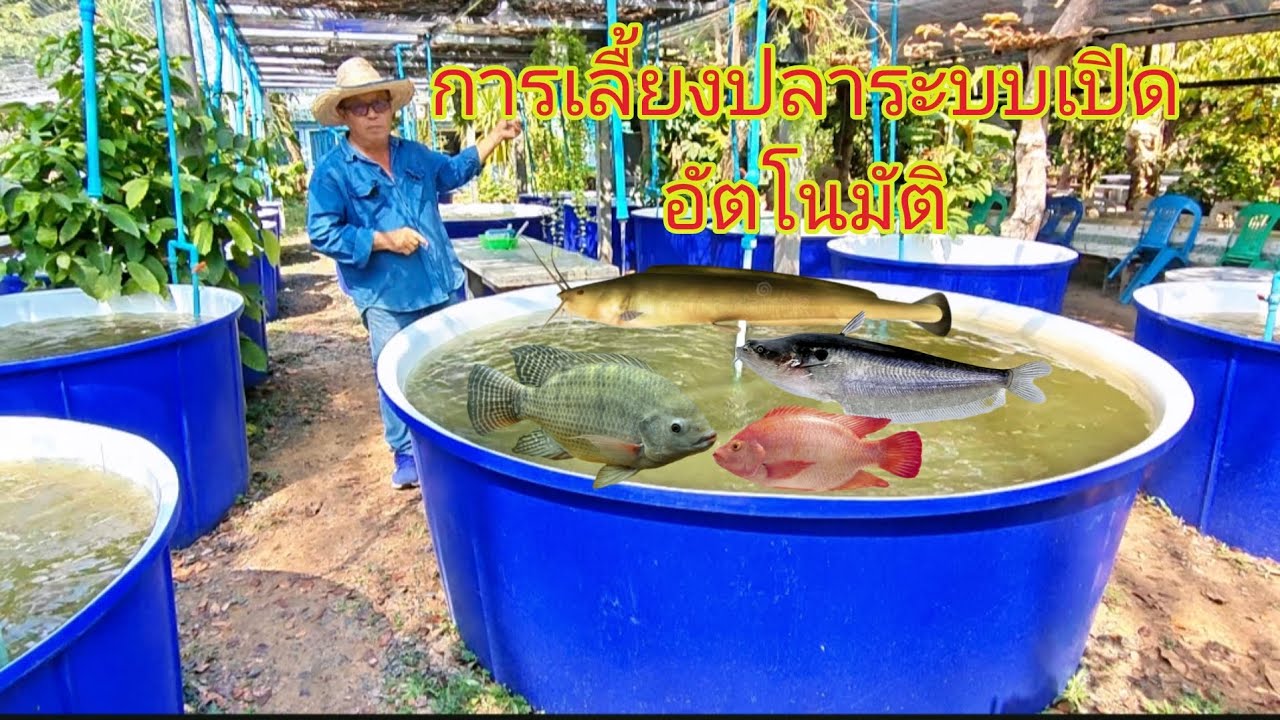 ระบบการเลื้ยงปลาในพลาสติกแบบระบบเปิดอัตโนมัติ ชมจบสามารถนำไปทำเองได้