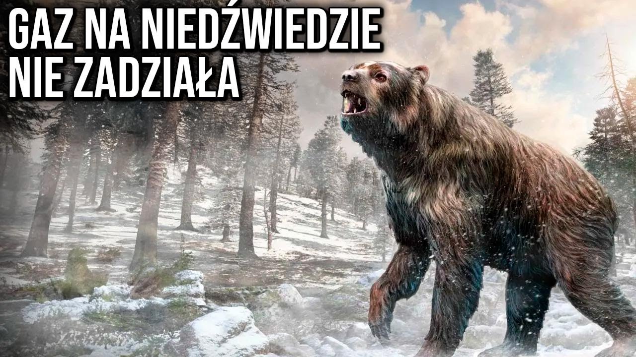 Kto by pomyślał, że wyginięcie tego niedźwiedzia z Ameryki to dobra wiadomość?