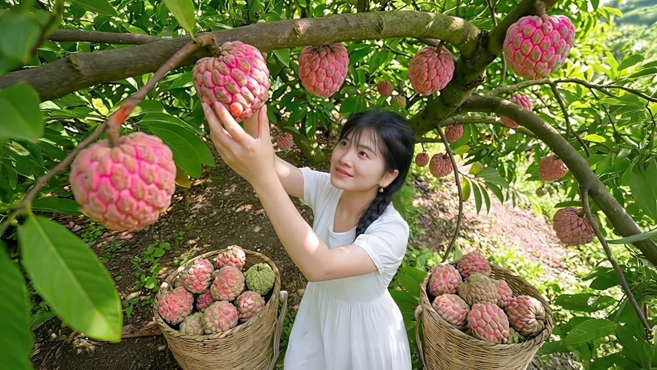Harvesting Custard Apples &ndash; Shaped Like Buddha&rsquo;s Head & Sweet as Honey,  Perfect Day on the Farm