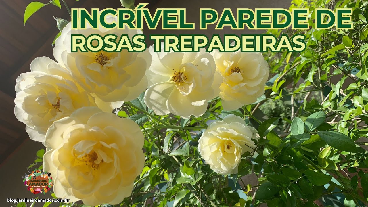 Parede de Rosas Trepadeiras: Como Montar e Cuidar