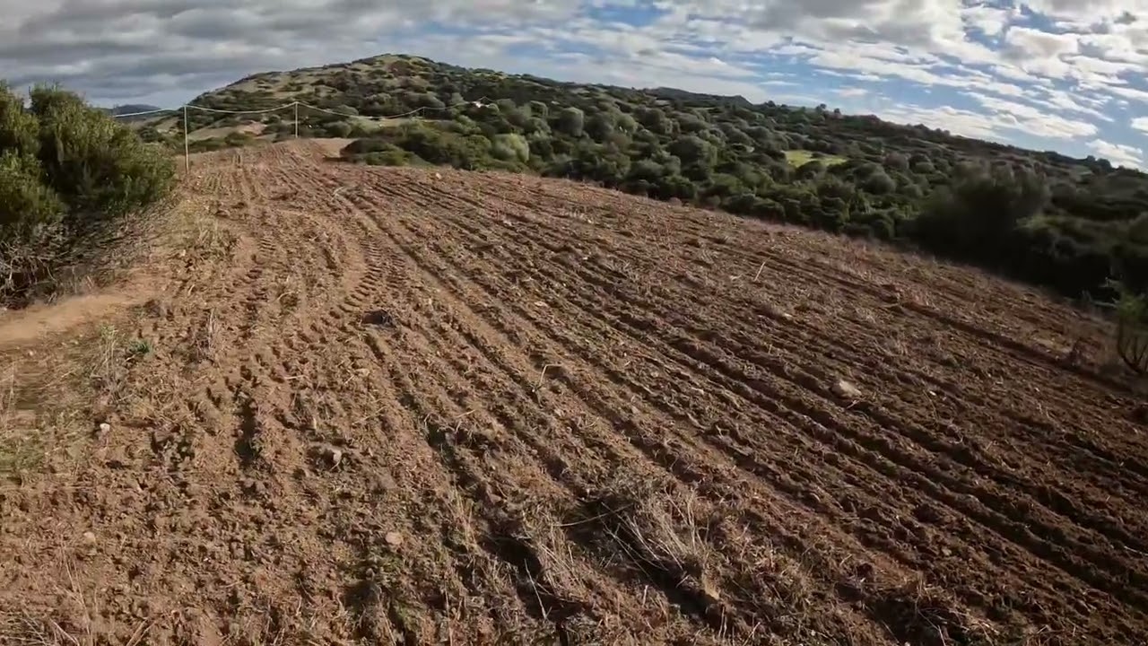 Caccia al cinghiale compagnia Mastio