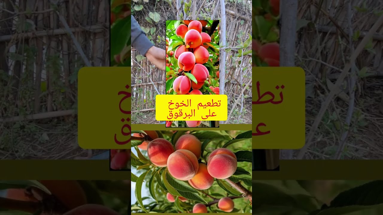 تطعيم الخوخ على البرقوق