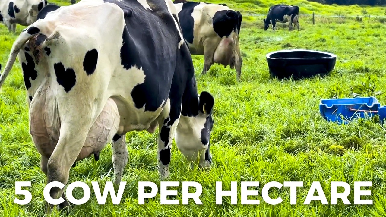 38 LITERS PER COW AND HIGH-PERFORMANCE GENETICS