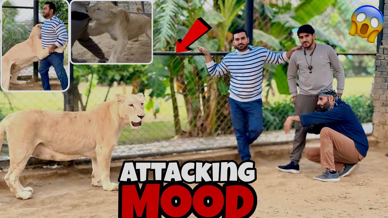 Diana Liones Nay Sab Par Hamla Kar Diya😱🦁