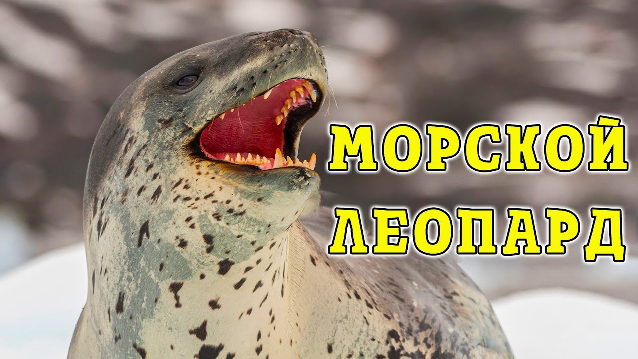 Морской леопард. Хищник антарктических глубин.