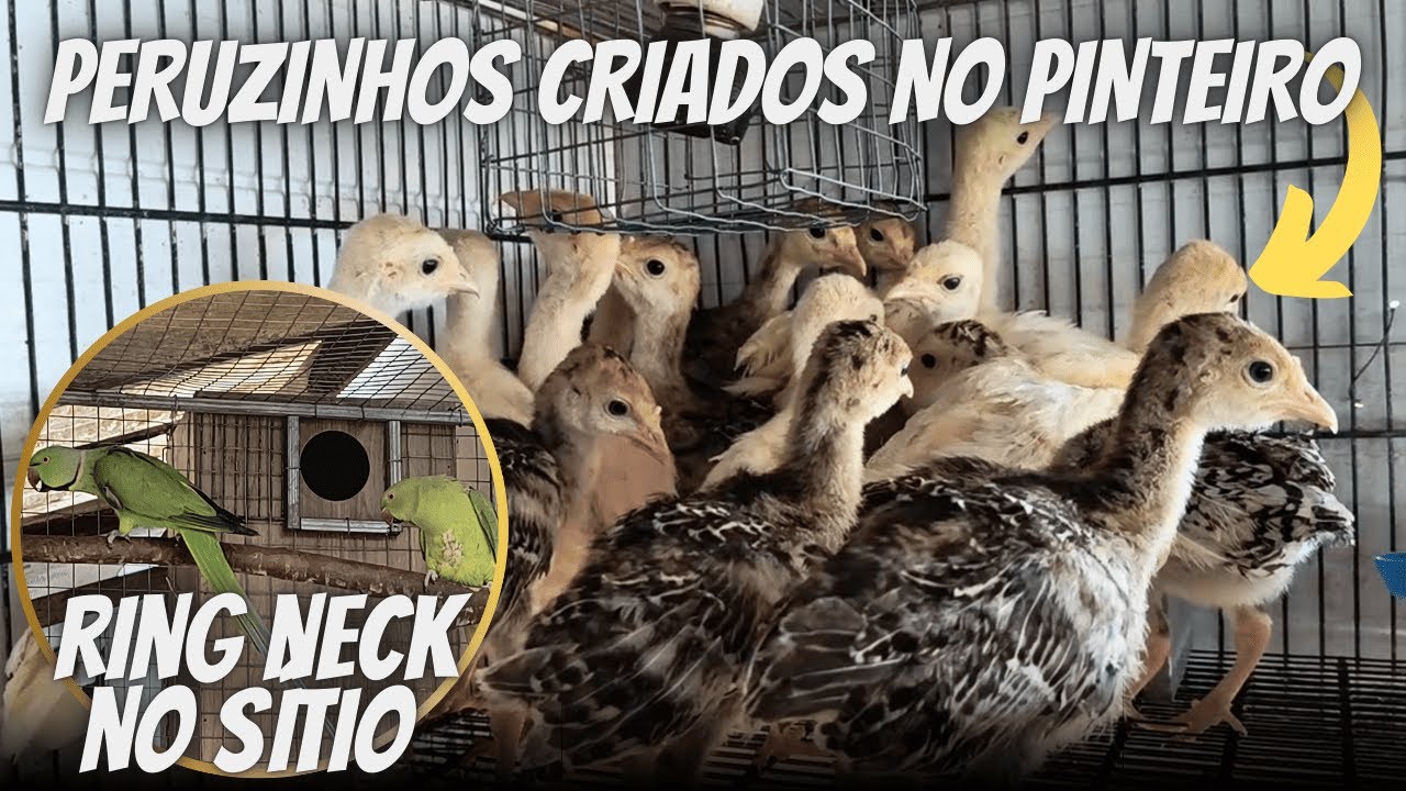 Um novo local no sítio para essas Aves e Crescimento dos filhotes de Peru