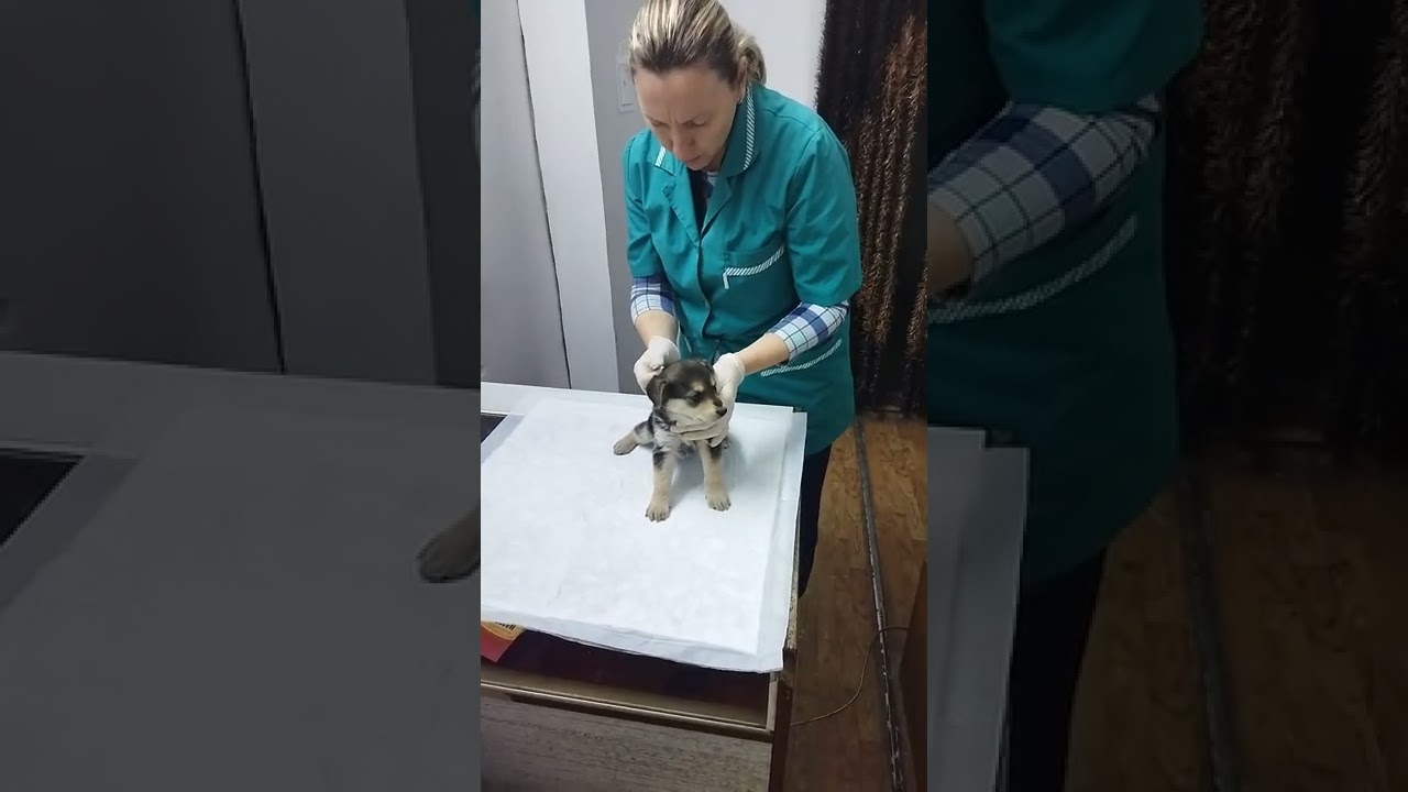 Друзья! Девчуле поставили сыворотку гискан, чтобы до вакцинации снизить риск заражения инфекциями.