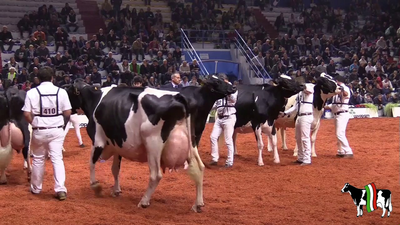 65&ordf; MOSTRA NAZIONALE FRISONA ITALIANA 2016 &ndash; CREMONA