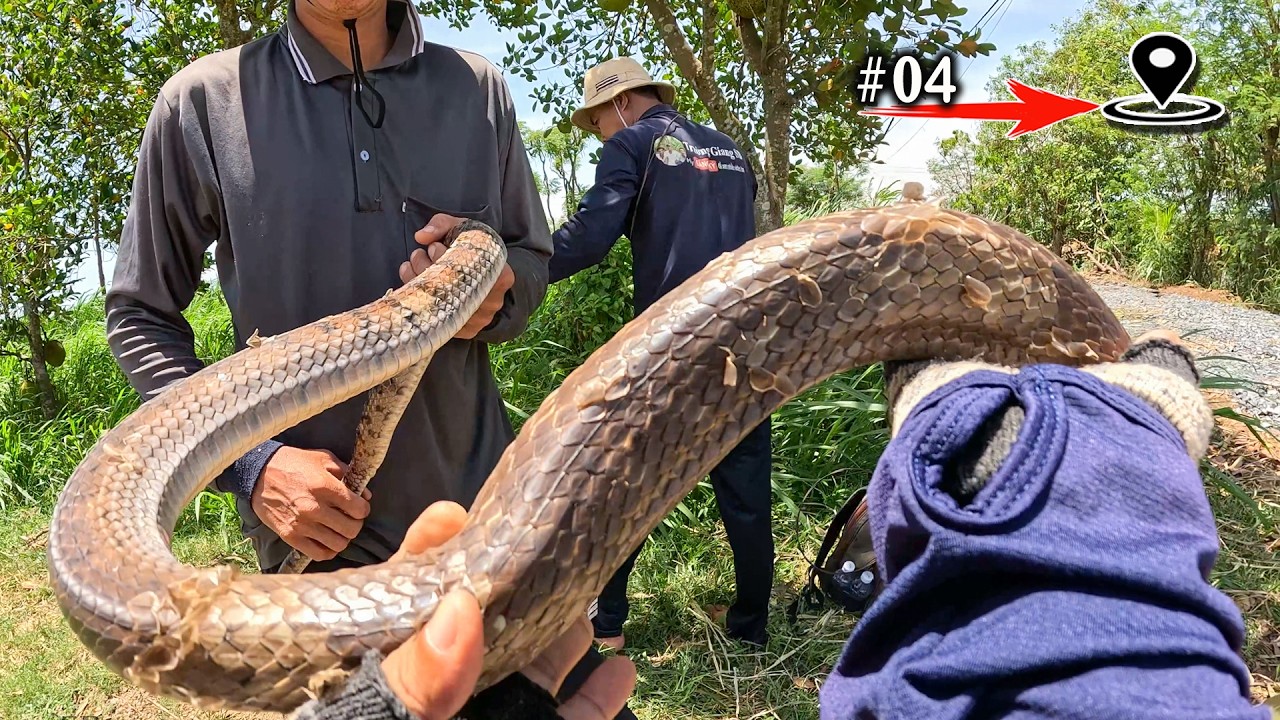 Tôi Đã Shock Trước Một Con Rắn To Lớn Nhất Của Năm | TGSB #1114