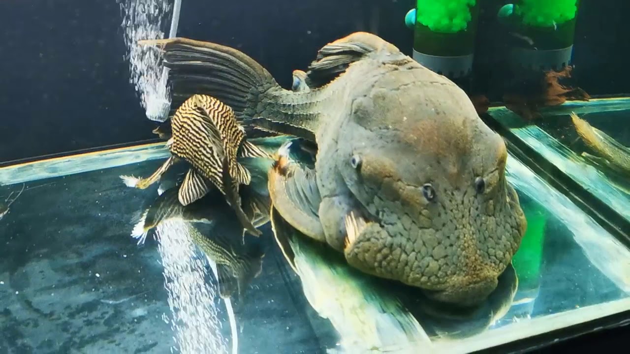 AMAZING ! MONSTER Dull Eyed Royal Pleco L191 and L190