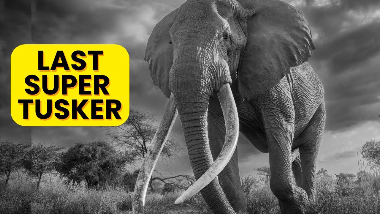 Super Tusker Craig of Amboseli Legendary Kenya Elephant