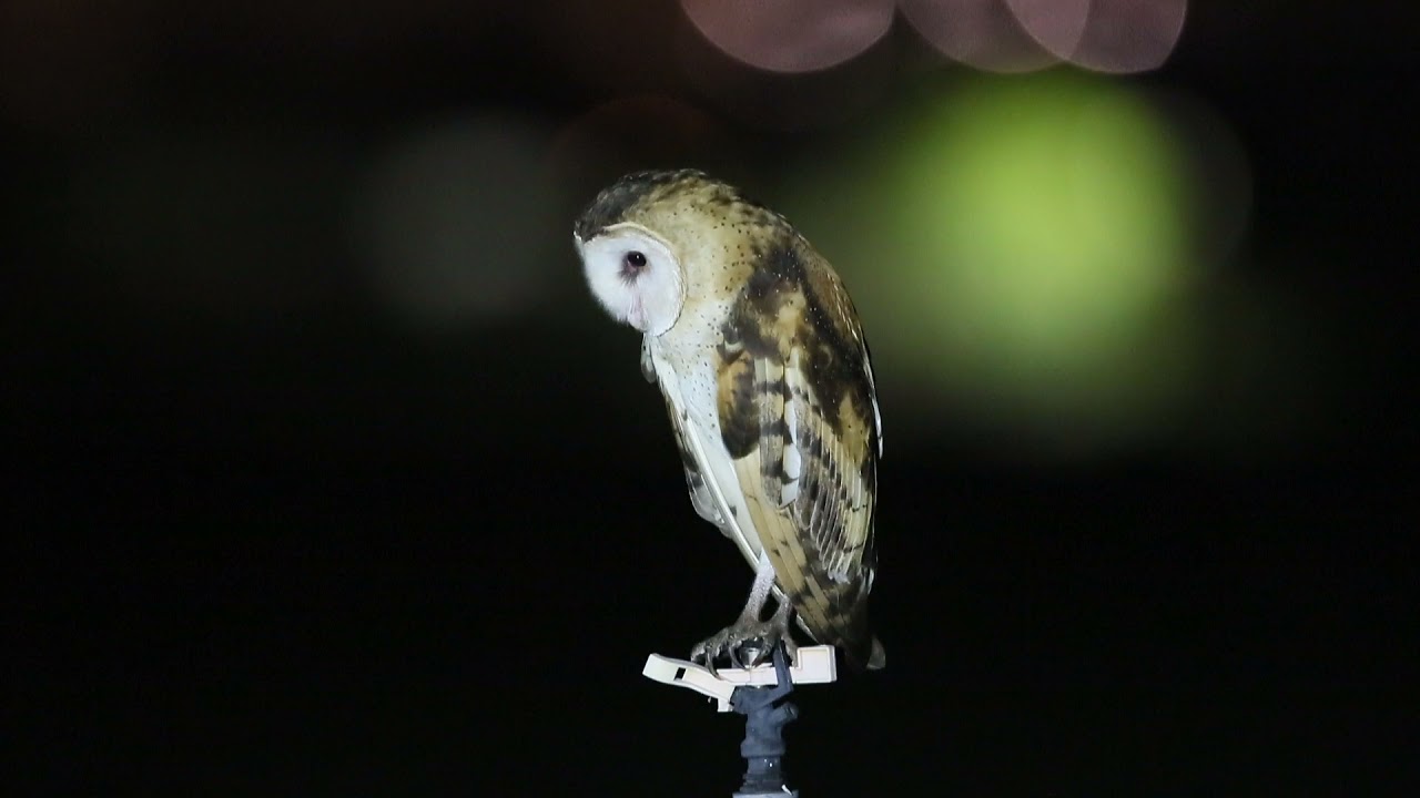 草鴞 Grass-owl