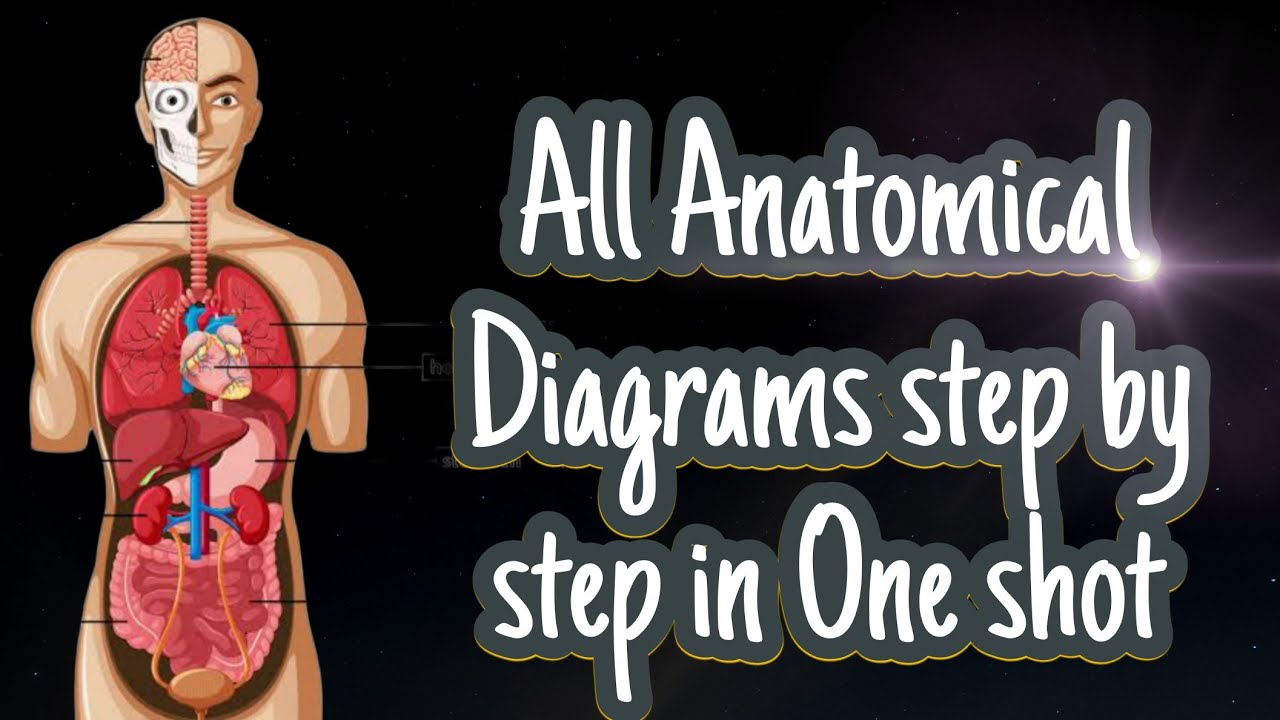 All Anatomical Diagrams step by step in One shot