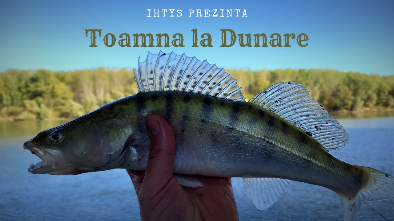 Pescuit la Dunăre toamna. În căutarea crapului pierdut