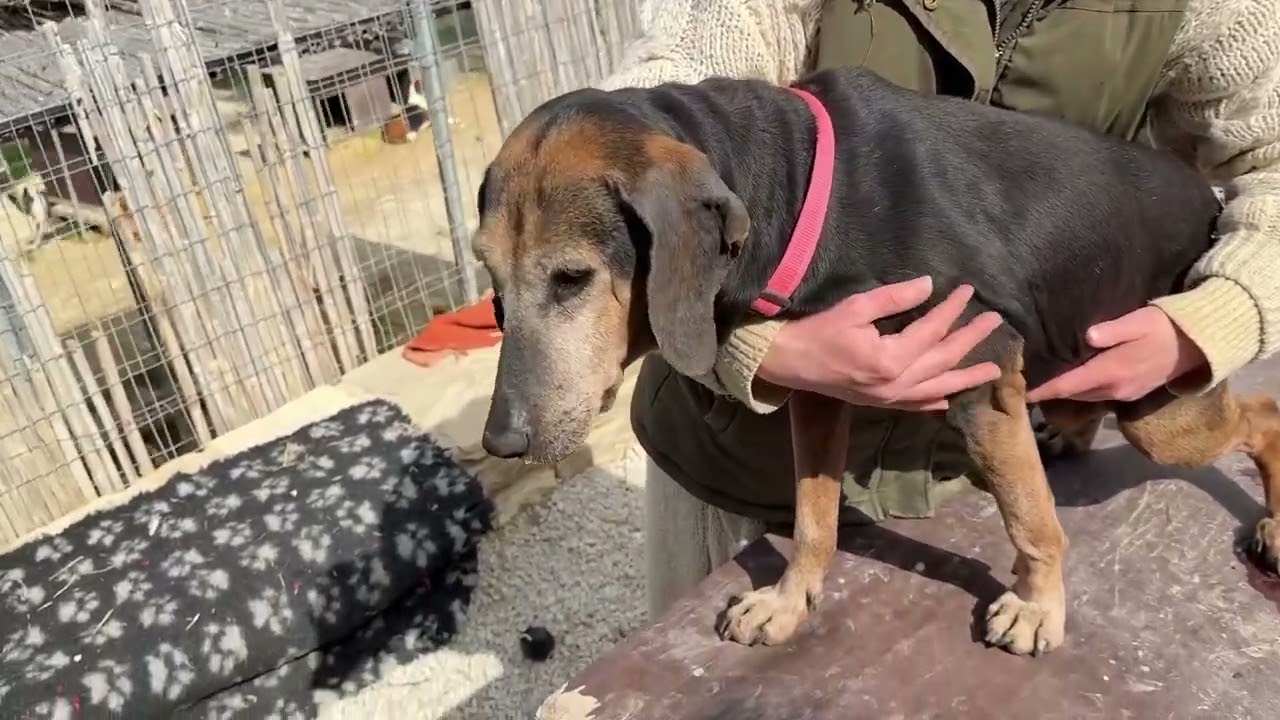 New Arrival: Abandoned in Kavousi… Now Safe at the Shelter ❤️ - Takis Shelter