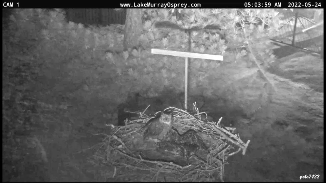 Lake Murray Osprey GHO attacks nest grabbing C1 5:03am 5-24-2022