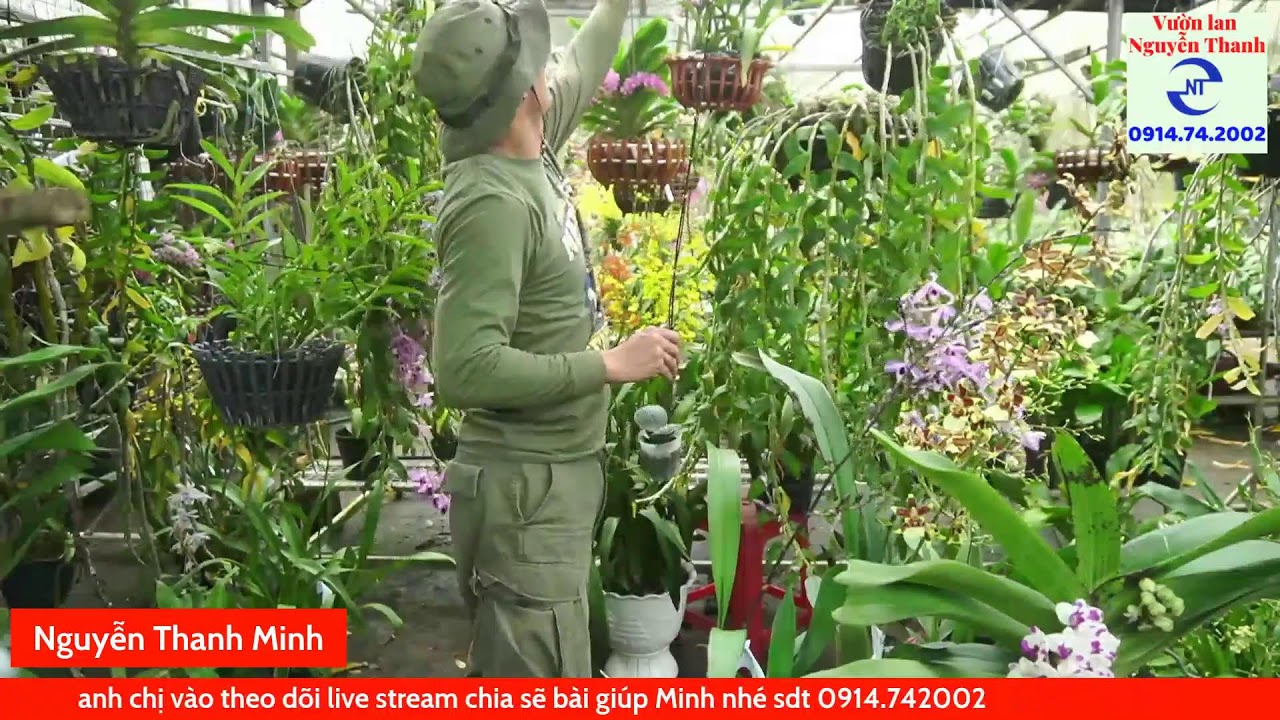 Chia sẽ ngọc điểm Thái 5 màu và cách trồng