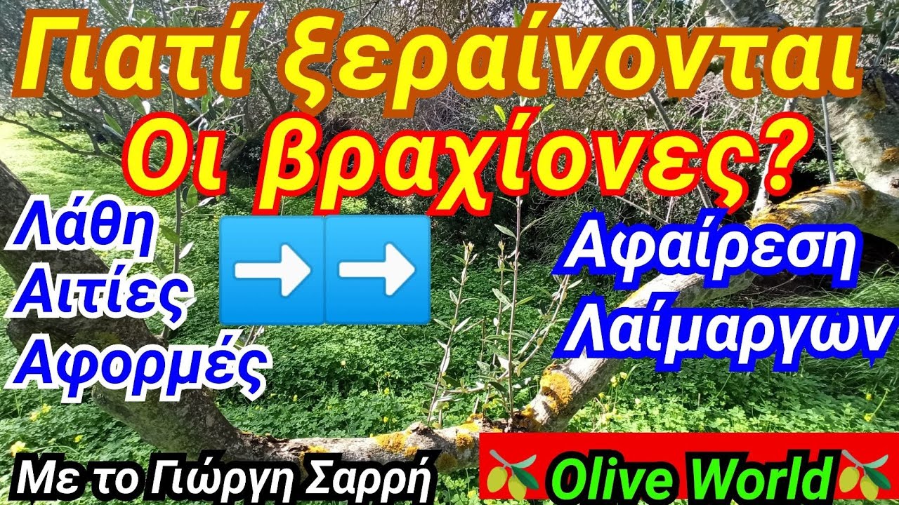 Κλάδεμα ελιάς-ΣΕΜΙΝΑΡΙΑΚΟ-Γιατι ξεραίνονται οι βραχίονες-Αφαιρεση λαίμαργων-Λάθη και αιτίες.