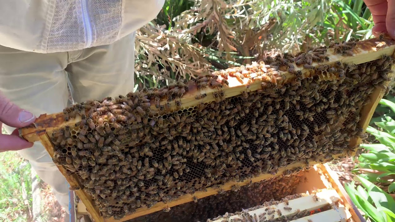 Is my Brood box ready for a super 🐝🍯