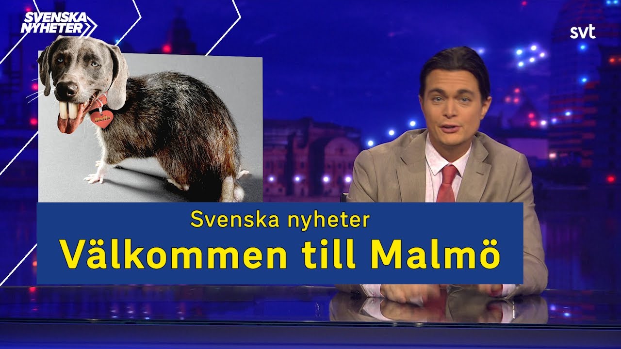 Malmö har blivit råttornas stad