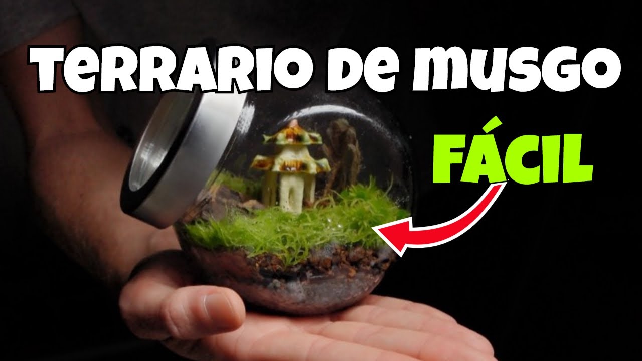 Terrario Eterno de Musgo Sphagnum | GUÍA Paso a Paso para un Ecosistema Autosuficiente