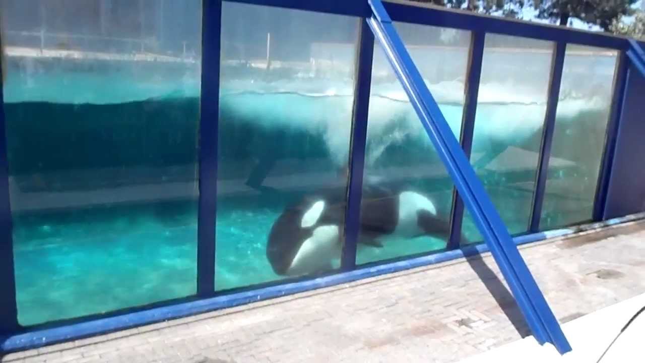 Orka Morgan in Dolfinarium