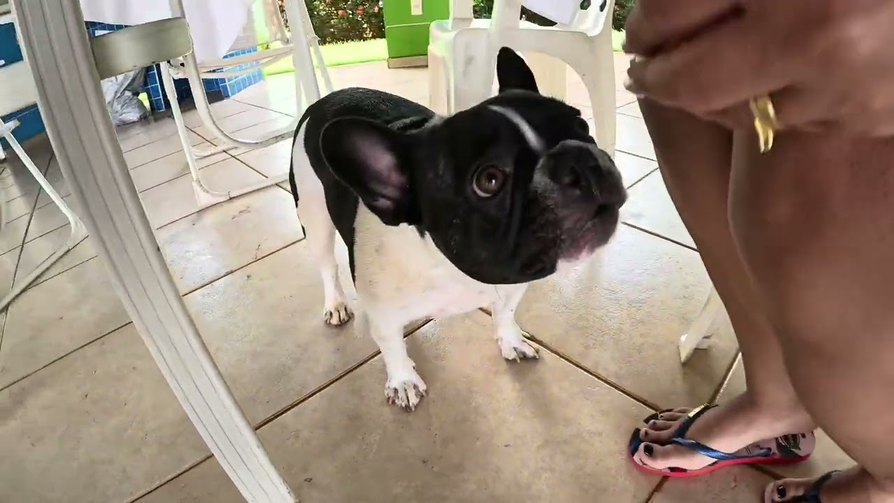 Vlog domingo do Zequinha na chácara. #bulldog #vlog #bulldogfrancês 