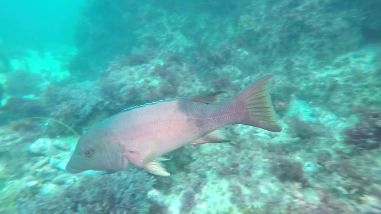 Dive America Ep 2 Seal Rock Laguna beach CA