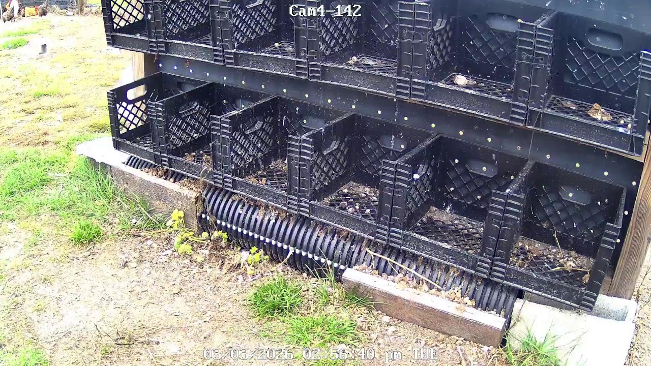 CHICKEN  LIVE CAM