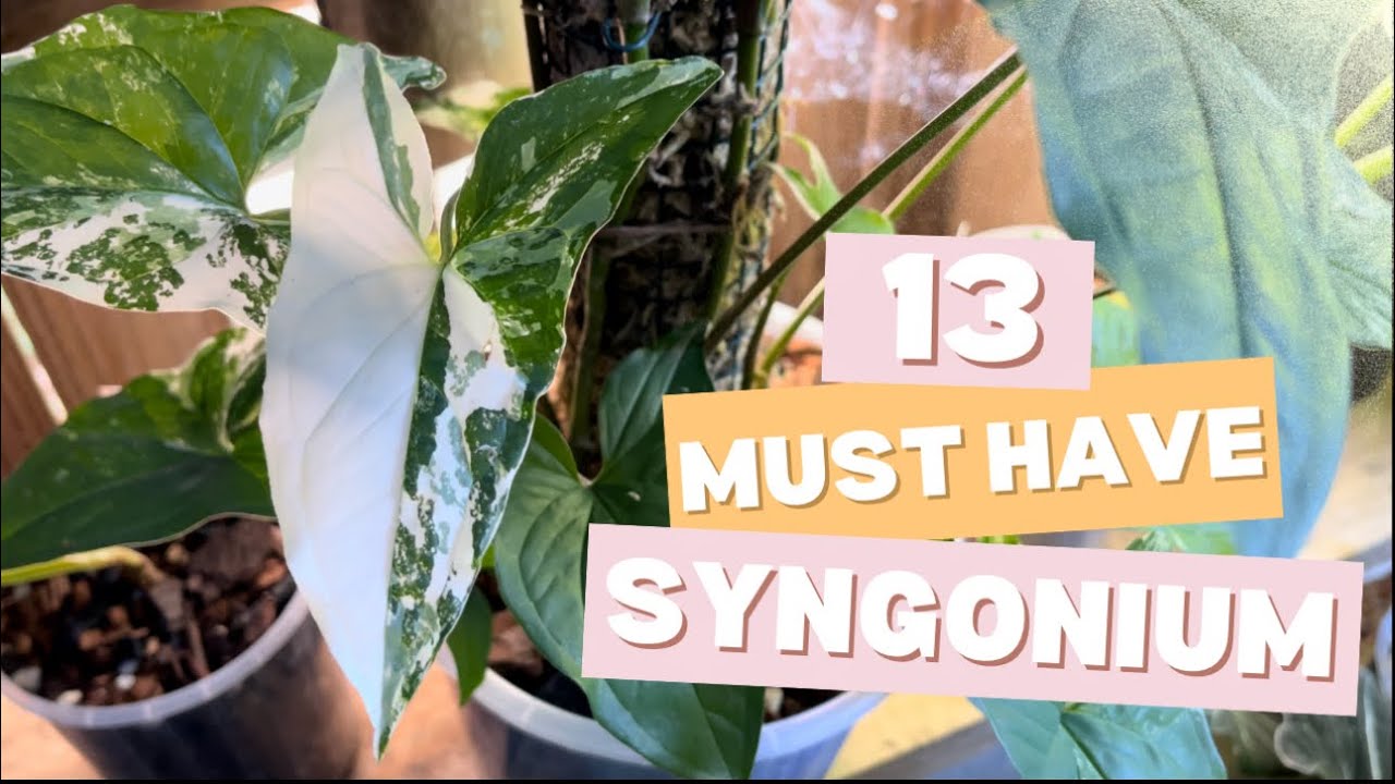 13 Must Have House Plants (Syngonium Edition)