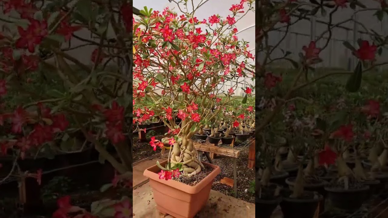 Venha Conhecer as Rosas do Deserto