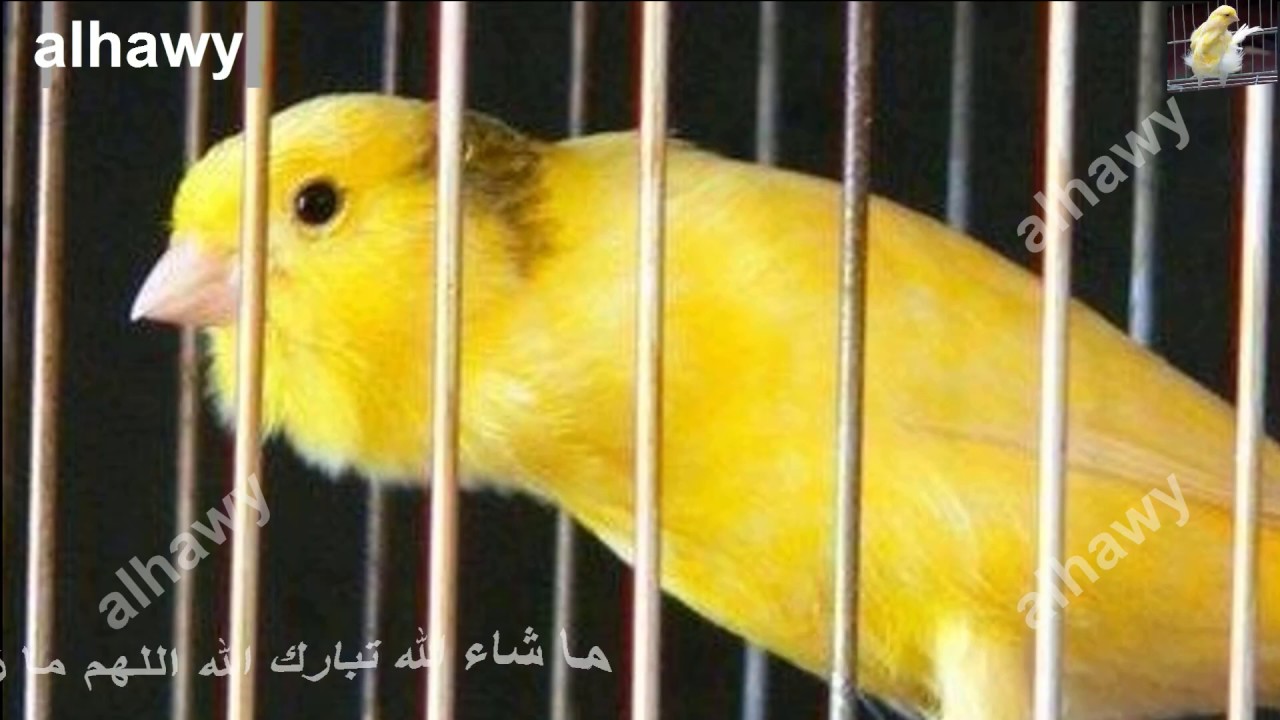 طائر الكناري يغرد بصوت حامي أقوي من الهيجان