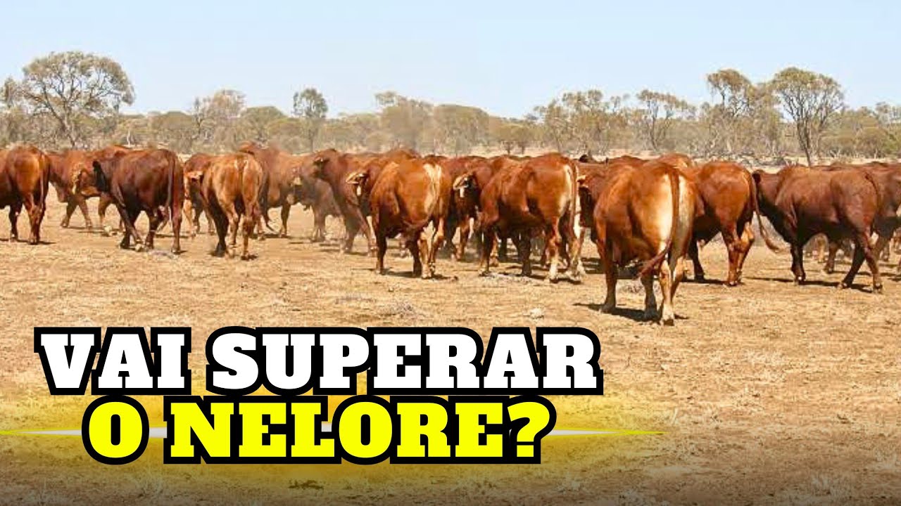 ELA VEIO PARA SUBSTITUIR O NELORE MESMO?? descubra!