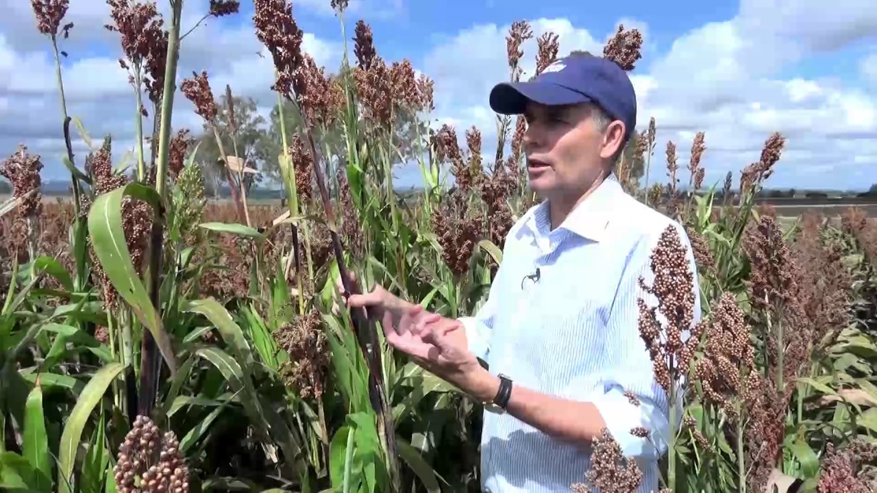 Sorghum Breeding