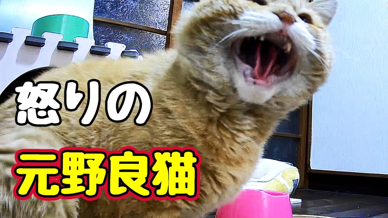 めっちゃ怒られました【元野良猫】