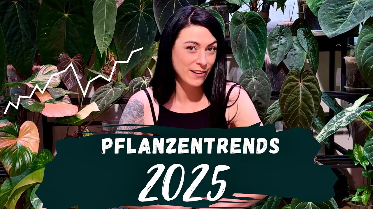 Zimmerpflanzen Trends 2025 | monstera, alocasia und überall pink 😍