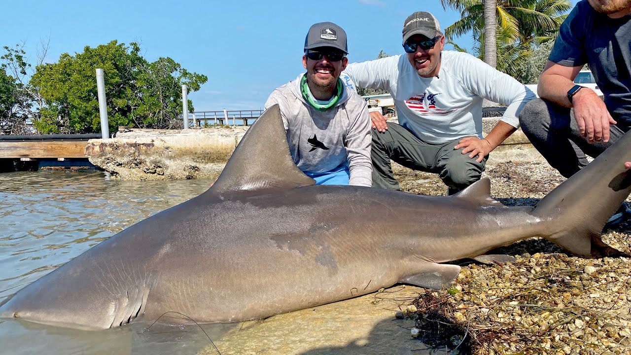 Dock Fishing for GIANT Bull Sharks