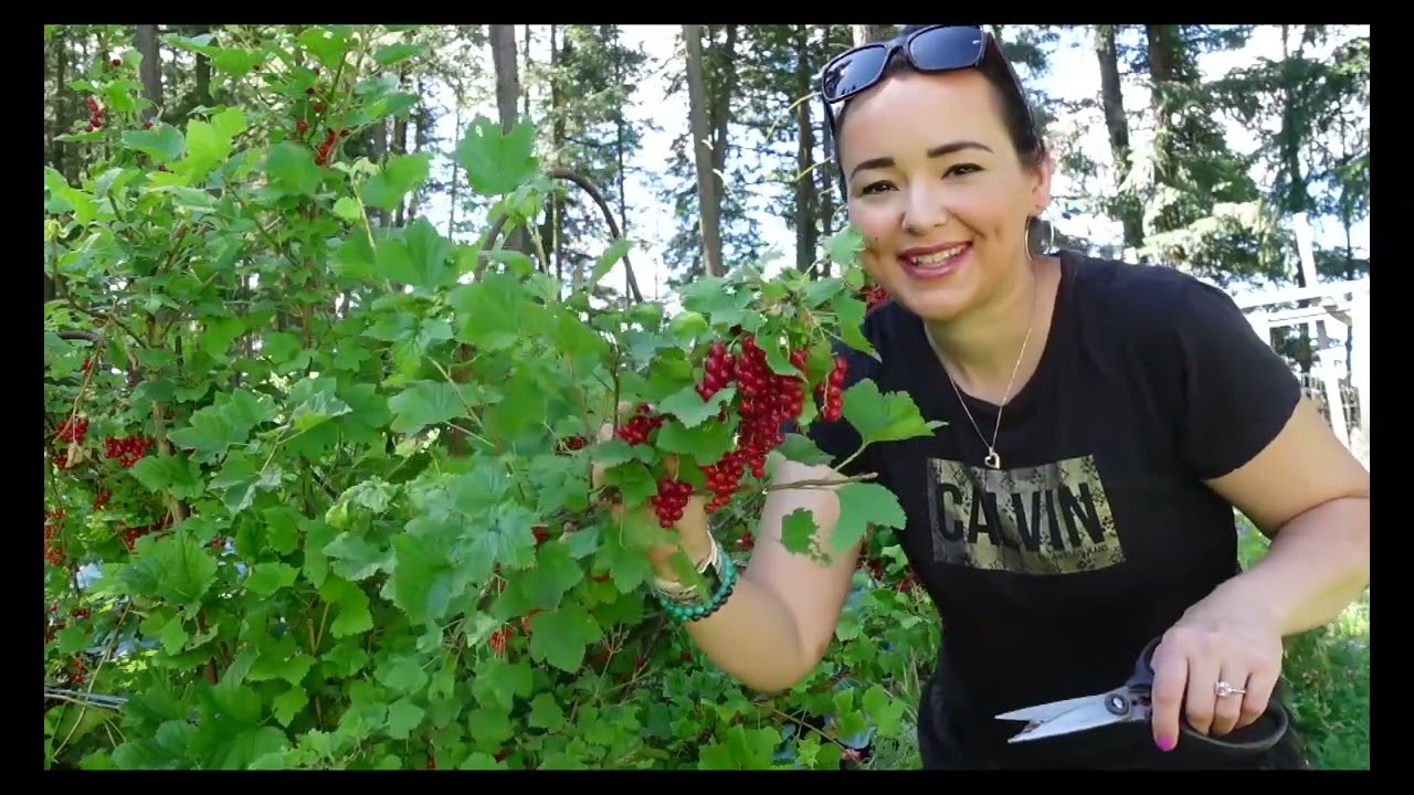 Red Currant Harvest/Growing Red Currants/Outdoors BC