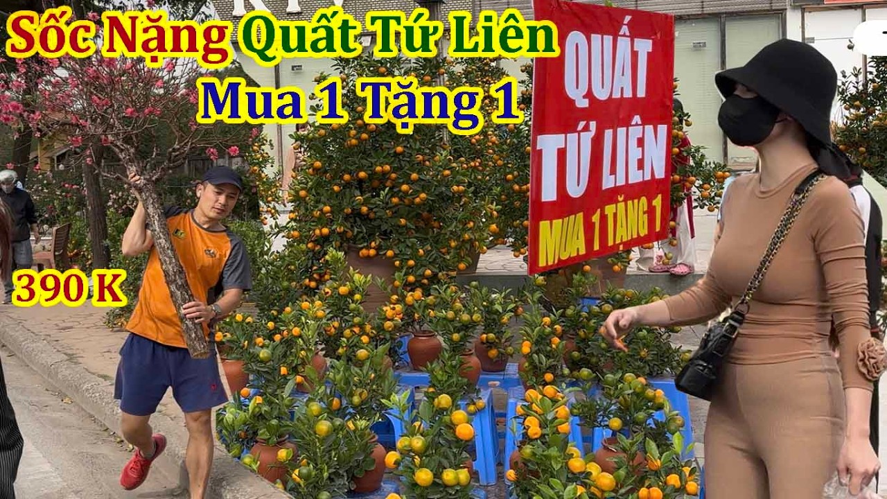 Sốc Nặng Kinh Doanh Hoa Tết 2026 - Đào Cổ Chặt Bán Cành Mai Vàng Ế Quất Tứ Liên Mua 1 Tặng 1
