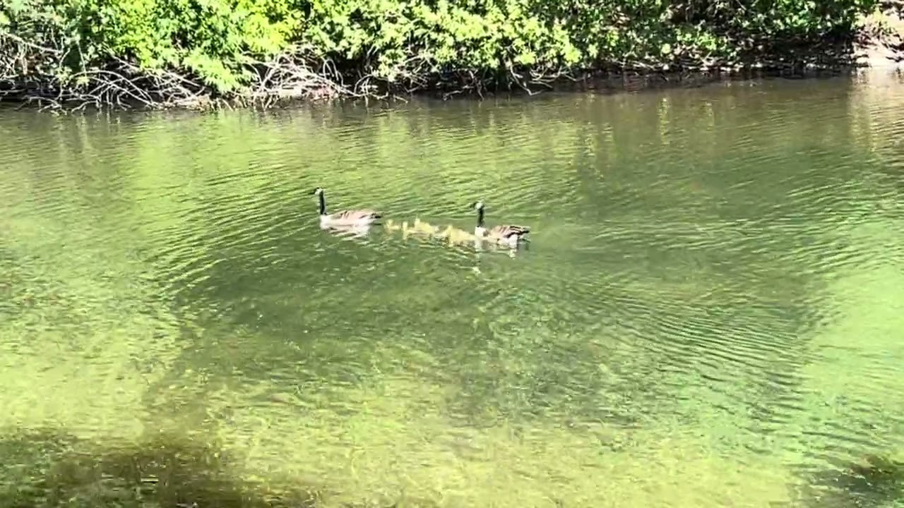 Swimming birds