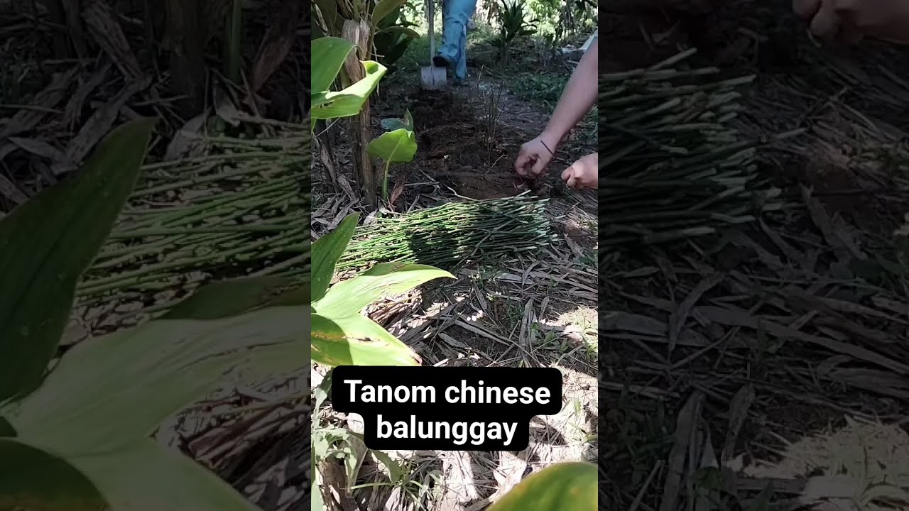 Chinese balunggay🌟
