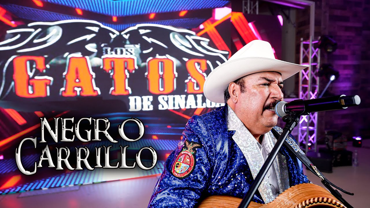LOS GATOS DE SINALOA -  NEGRO CARRILLO - EN VIVO
