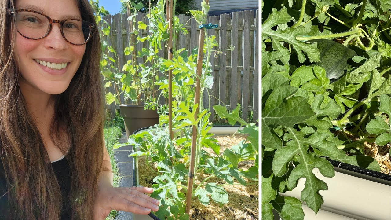 Vego Garden Beds - unboxing, setup, and progress one month later!!