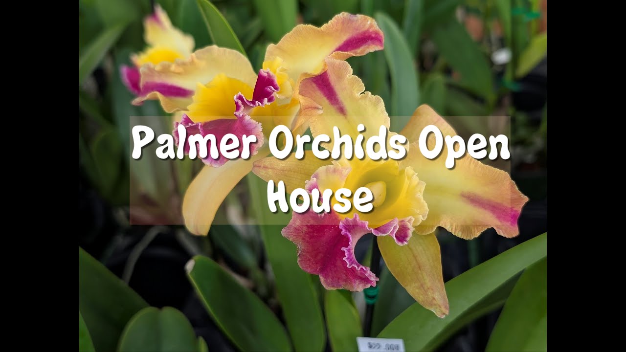 Осенний день открытых дверей в Palmer Orchids в ноябре 2025 г.