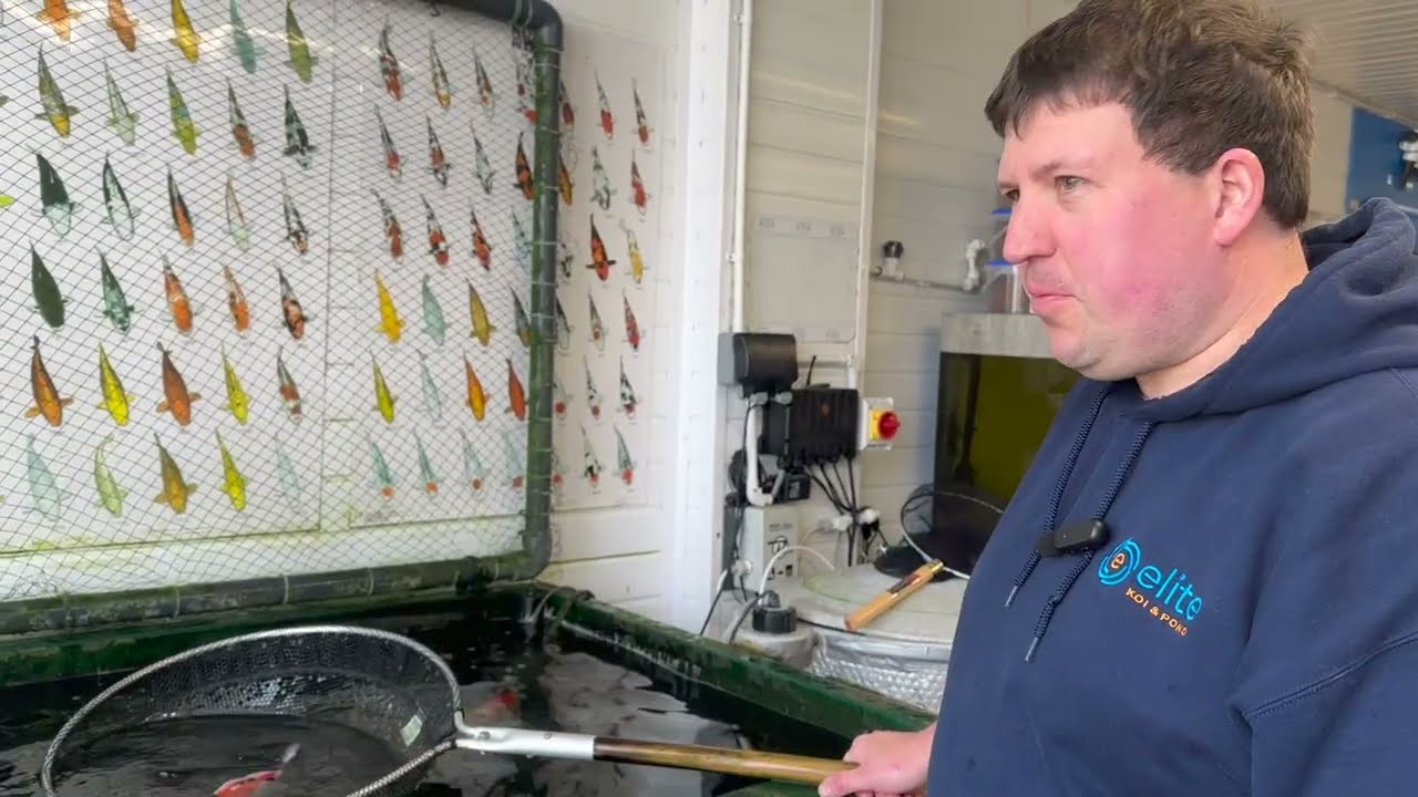 The Koi Dash: Fastest Finger First - Grow Out Event Koi Harvest Results