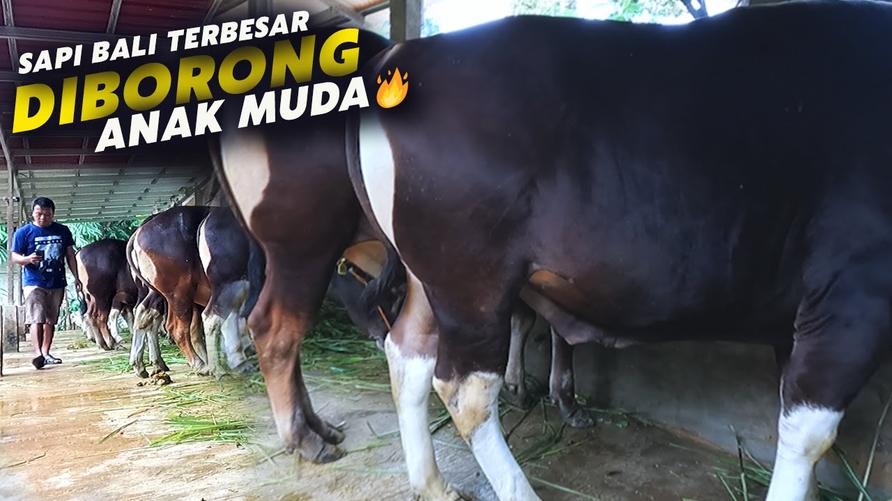 1 Kandang Sapi Bali Jumbo Sold Out, Ternyata Diborong Sama Anak Muda🔥