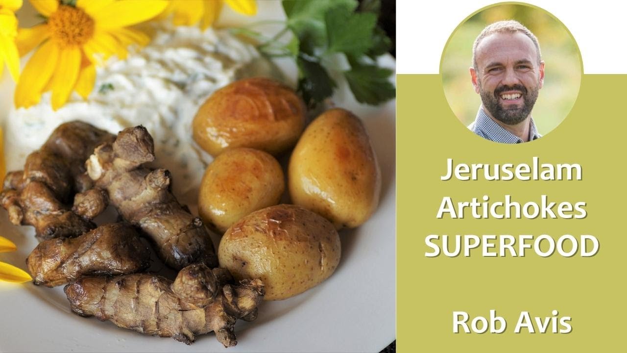 How to Grow Jerusalem Artichokes in Your Permaculture Landscape by Rob Avis